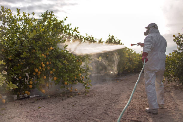 Best Termite Control Services  in Grant Park, IL